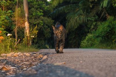 Portrait of cat on road amidst plants