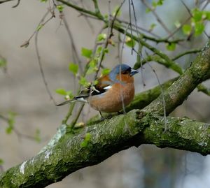 Bird perching on tree trunk