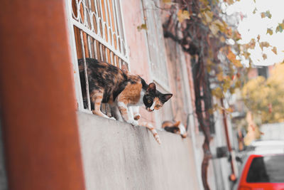 View of a dog on the wall