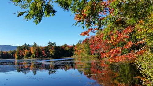 Reflection of trees in calm lake