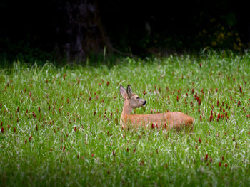 Deer in a field