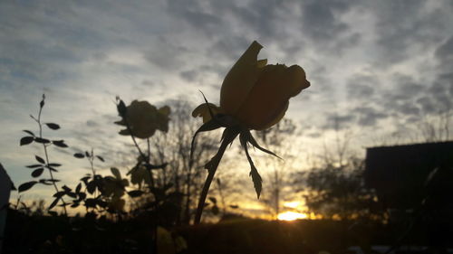 Close-up of silhouette flowers against sky at sunset