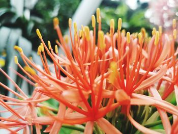 Close-up of orange flowering plants