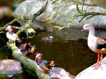 Close-up of ducks perching on swimming in water