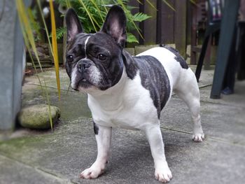 Close-up of dog standing outdoors