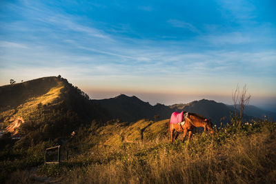 Horse grazing on hilly landscape against sky