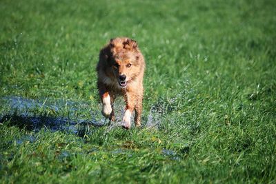 Dog on field