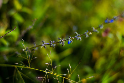 Close-up of wet plant