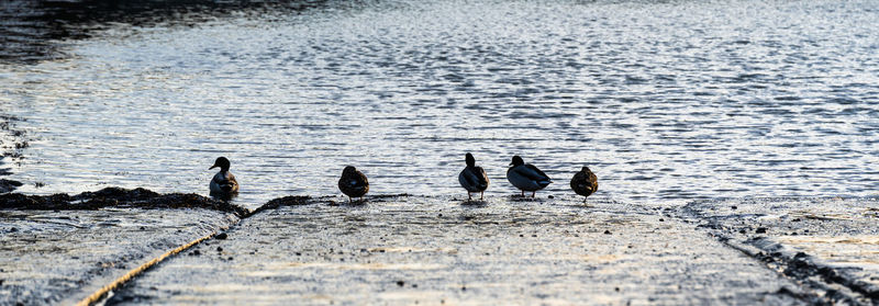 Birds swimming in a lake