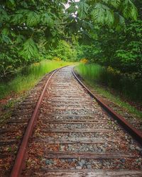 Railroad track amidst trees