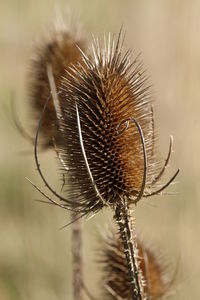 Close-up of wilted thistle