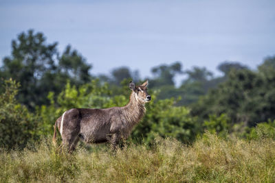 Side view of giraffe on field