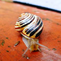 Close-up of snail