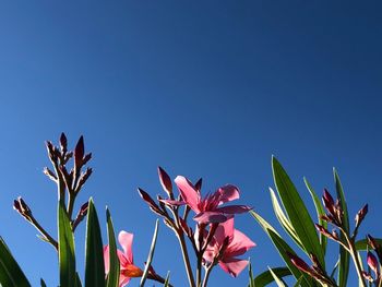 Low angle view of flowering plants against clear blue sky