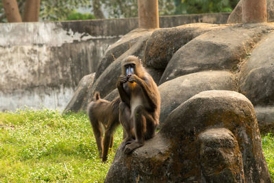 Close-up of monkey on rock