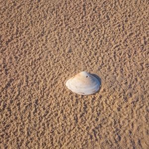 High angle view of sandy beach