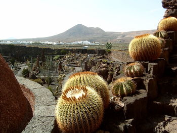 Close-up of cactus plant