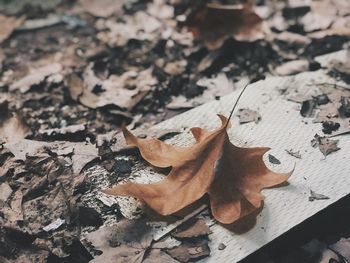 High angle view of maple leaf fallen on dry leaves