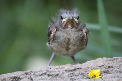 Close-up of insect on white background