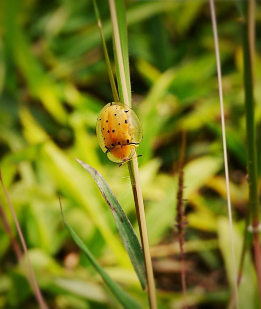 animal themes, one animal, animals in the wild, wildlife, insect, close-up, plant, growth, focus on foreground, green color, nature, stem, beauty in nature, selective focus, fragility, grass, ladybug, spotted, outdoors, leaf