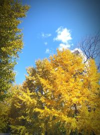 Low angle view of yellow tree against sky