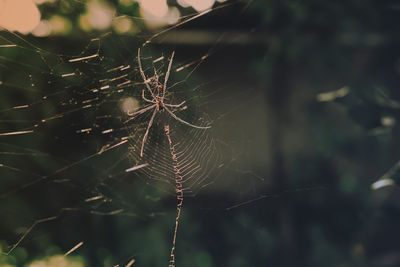 spider web