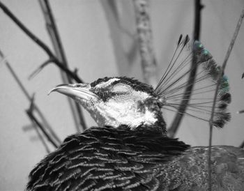 Close-up of bird perching outdoors