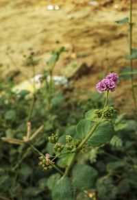 Close-up of purple flowers