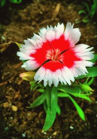 Close-up of flower blooming outdoors