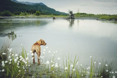 Dog standing in a lake