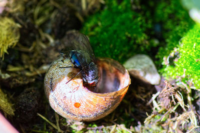 High angle view of insect on land