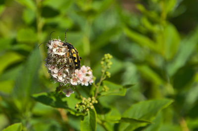 Close-up of butterfly on plant