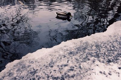 Reflection of man on horse in water