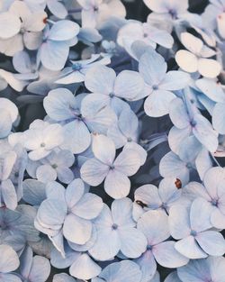 Full frame shot of purple hydrangea