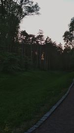 Trees on field against sky