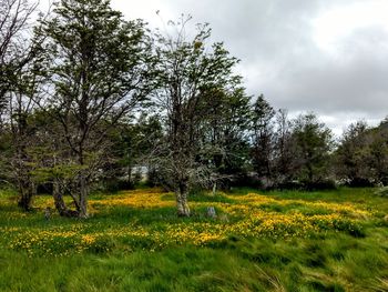 Trees on field against sky