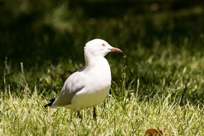 Close-up of bird perching on grass