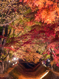 Illuminated trees in park