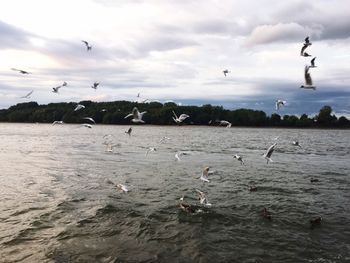 Flock of birds flying in the sea