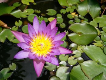 Close-up of lotus water lily in pond