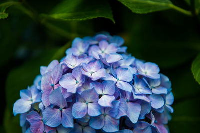 Close-up of purple hydrangea blooming outdoors