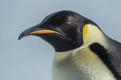 Close-up of penguin against clear sky