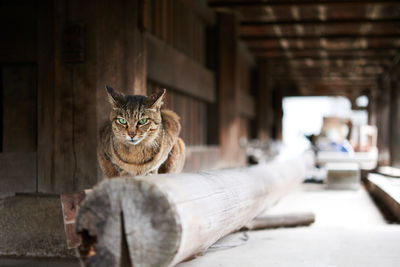 Cat sitting on wooden log underneath wooden structure