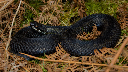 High angle view of black viper on field