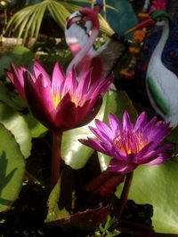 Close-up of lotus water lily