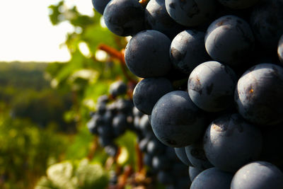 Close-up of grapes