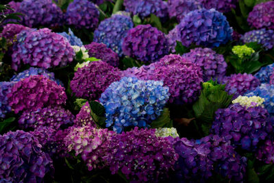 Close-up of hydrangea flowers