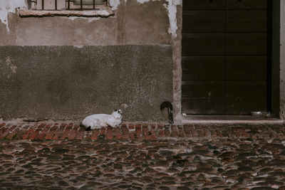 Cat standing against wall