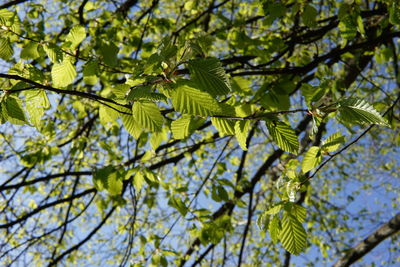 Low angle view of plant on branch