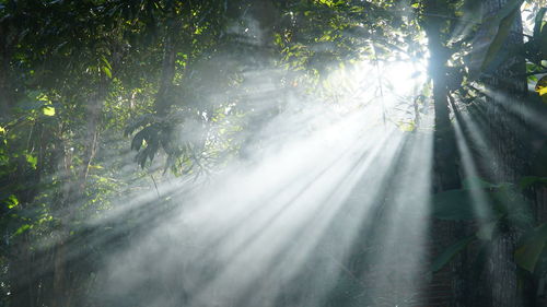 Sunlight streaming through trees in forest